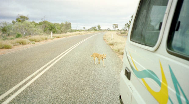 Man kan møde dingo'er (vilde australske hunde) på vejen, som her 200km fra Alice Springs.