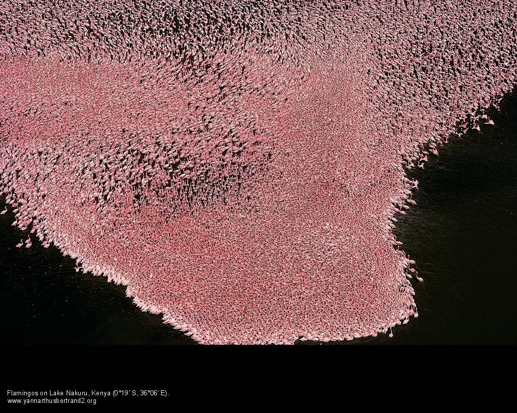 Flamingos Lake Nakuru Kenya.